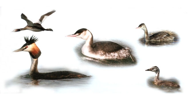 Ausuotasis kragas