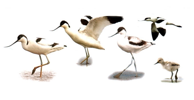 Avocetė
