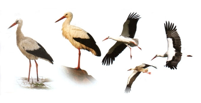 Baltasis gandras