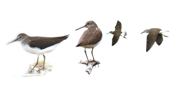 Brastinis tilvikas