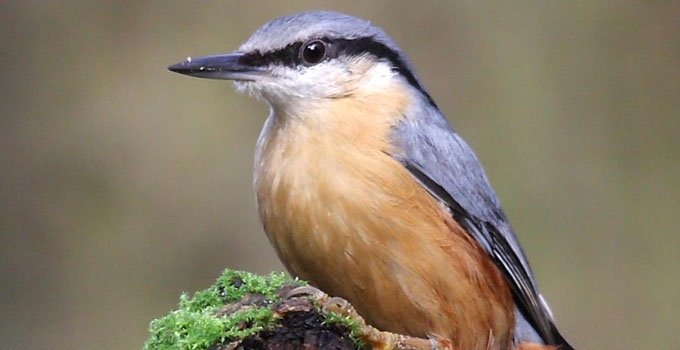 Bukutis