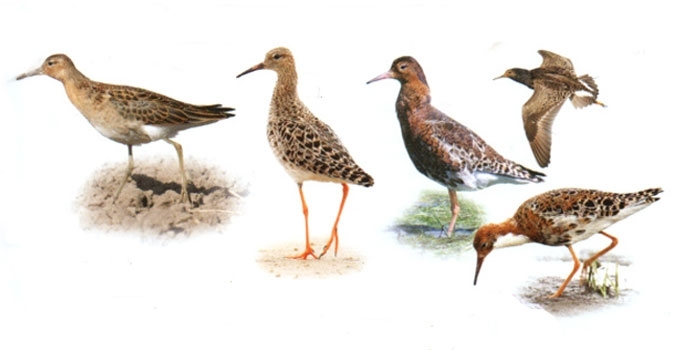 Gaidukas