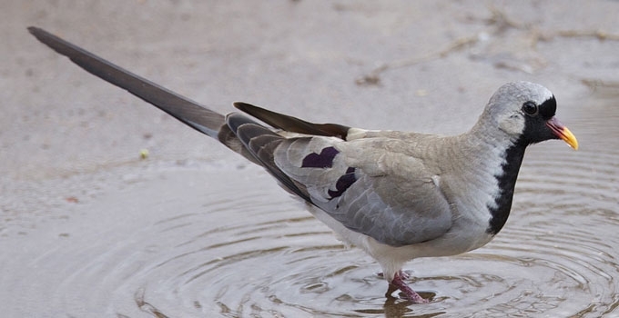 Ilgauodegis purpelis