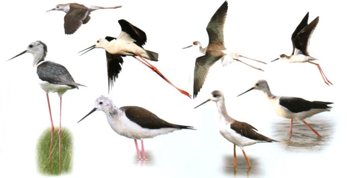 Kojūkas