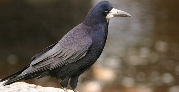 Kovas
