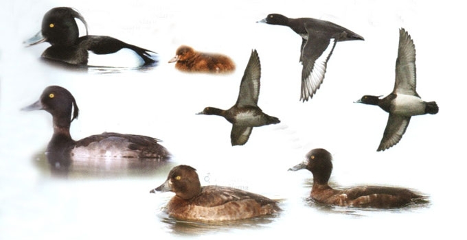 Kuoduotoji antis