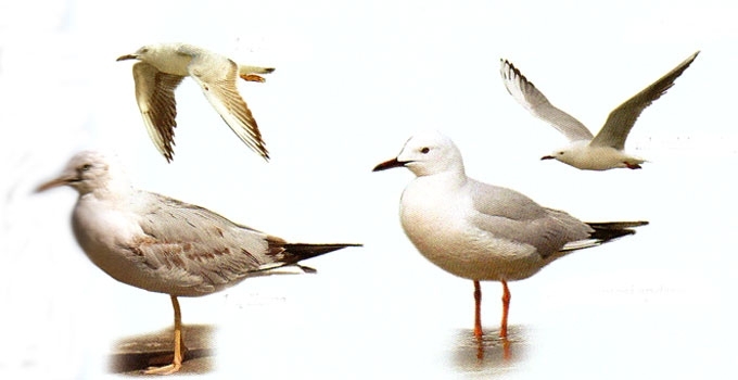 Laibasnapis kiras