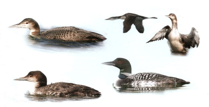 Ledinis naras
