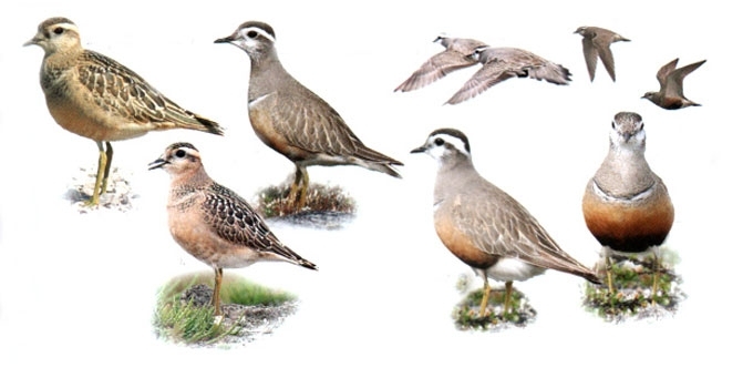 Mornelis
