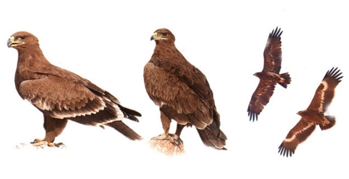 Nepalinis erelis
