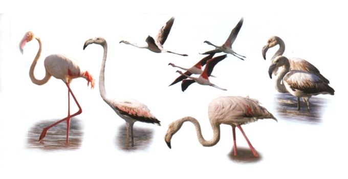 Paprastasis flamingas