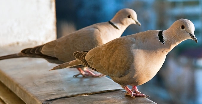 Pietinis purpelis