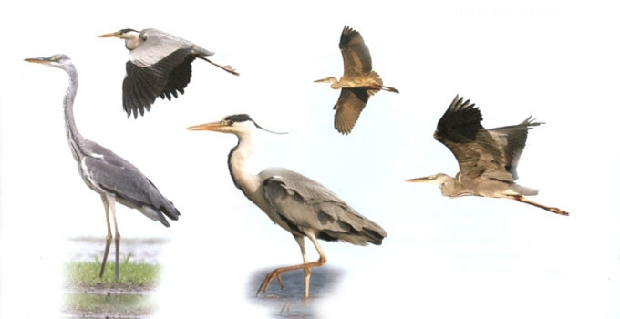 Pilakasis garnys