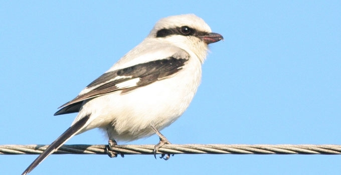 Plėšrioji medšarkė