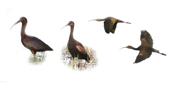 Rudasis ibis