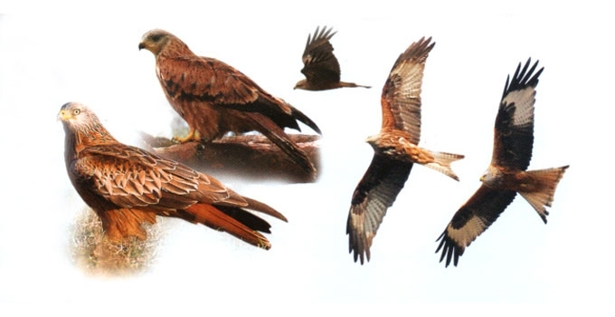 Rudasis peslys