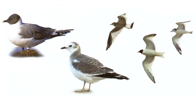 Skeltauodegis kiras