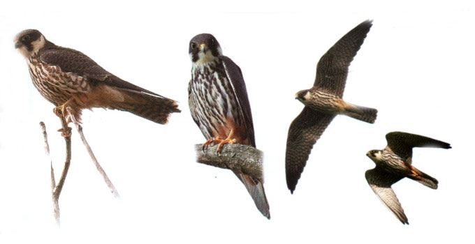 Sketsakalis