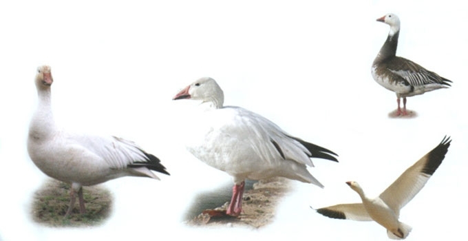 Snieginė žąsis