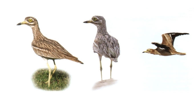 Storkulnis