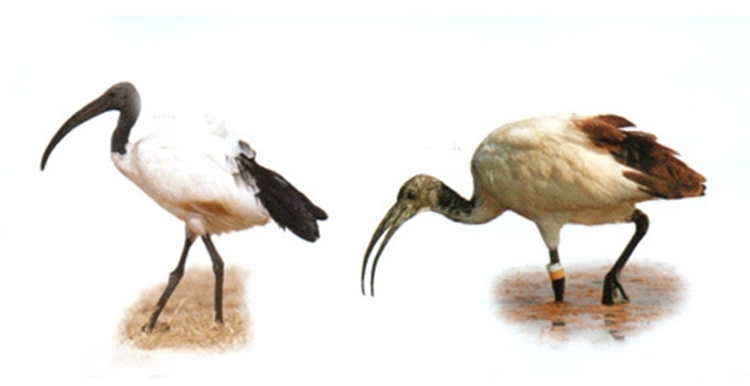 Šventasis ibis