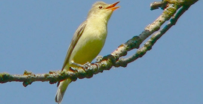Tošinukė