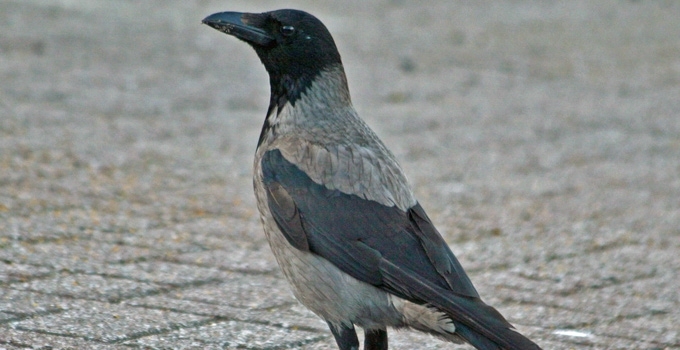 Varna